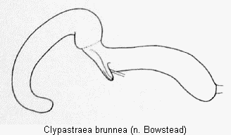 CLYPASTRAEA BRUNNEASPERM