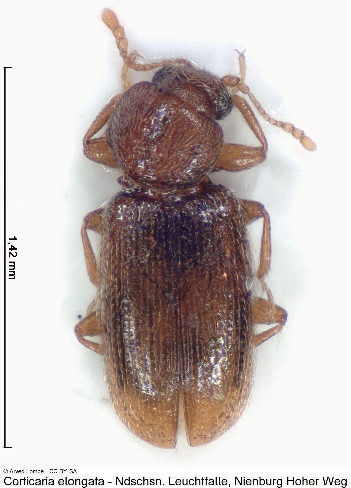 CORTICARIA ELONGATA