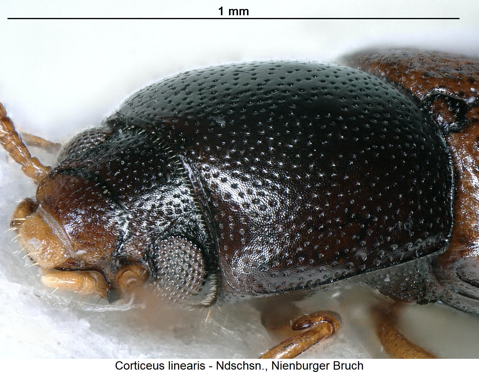 CORTICEUS LINEARIS