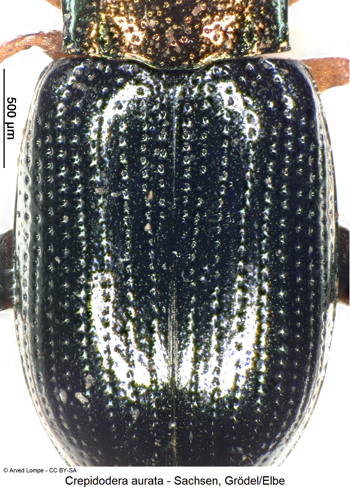 CREPIDODERA AURATA