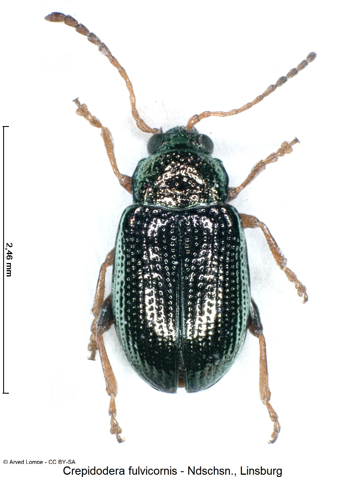 CREPIDODERA FULVICORNIS