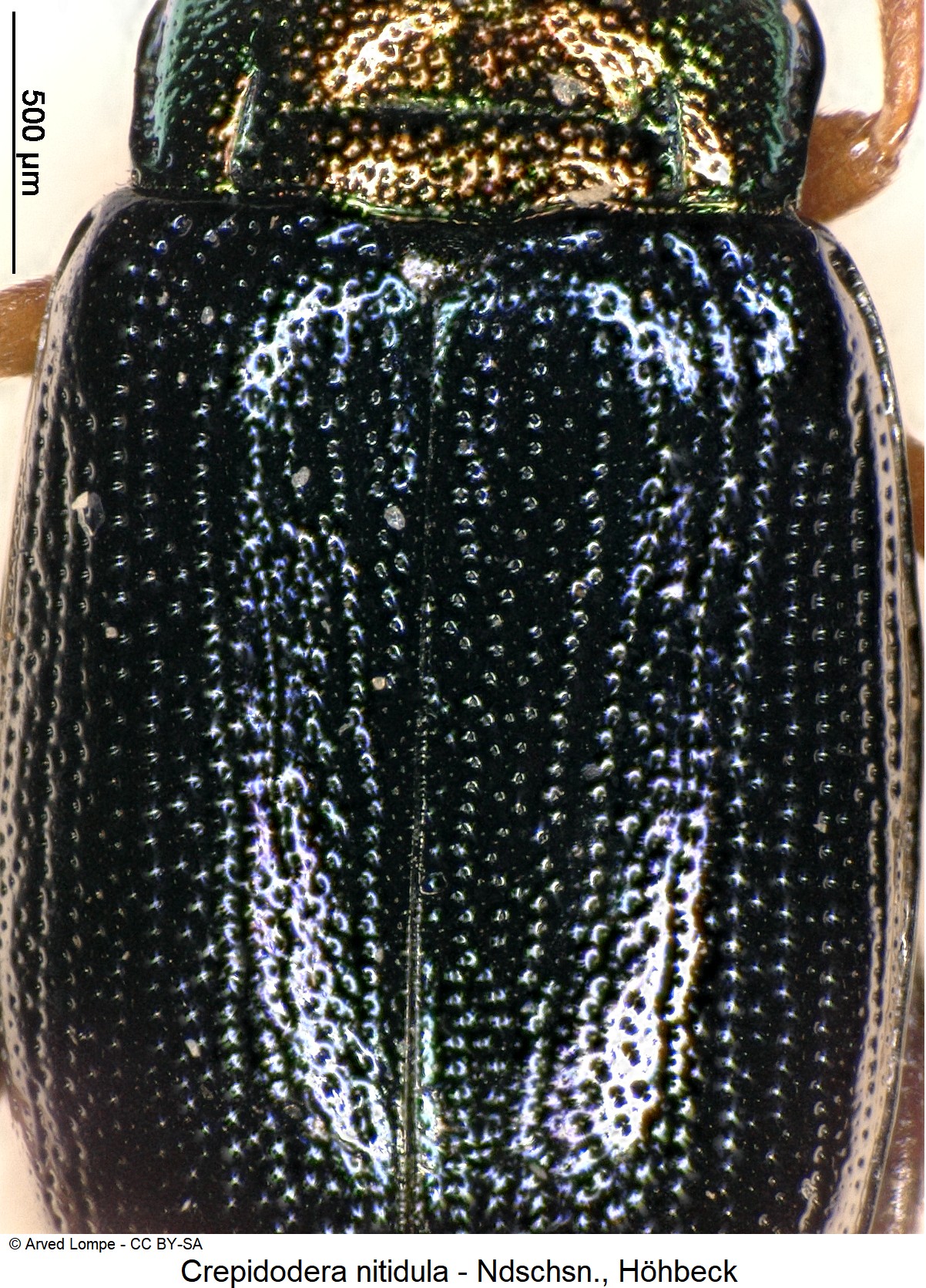 CREPIDODERA NITIDULA