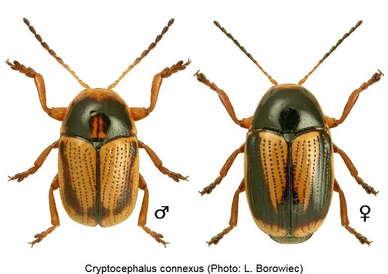 CRYPTOCEPHALUS CONNEXUS