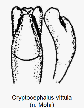 CRYPTOCEPHALUS VITTULA