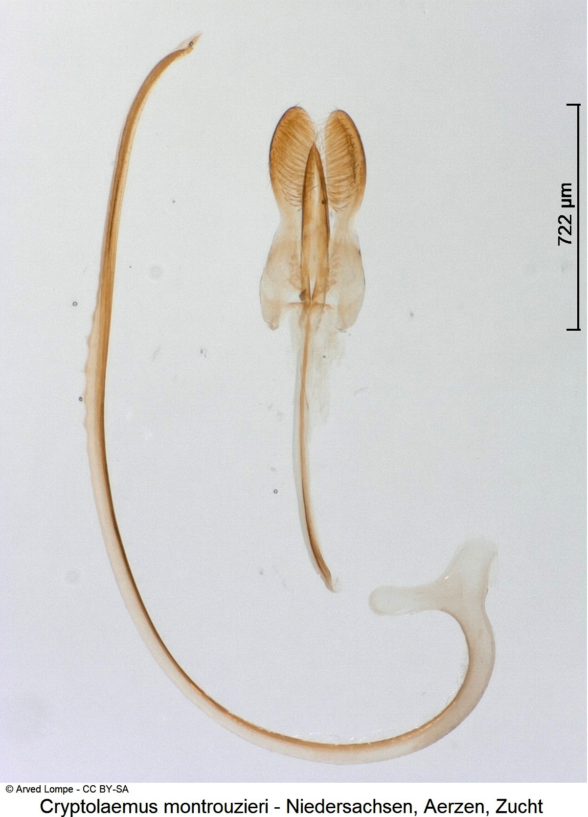 CRYPTOLAEMUS MONTROUZIERI