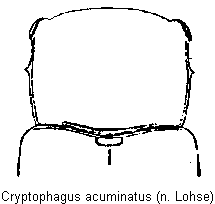 CRYPTOPHAGUS ACUMINATUS