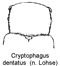 CRYPTOPHAGUS DENTATUS
