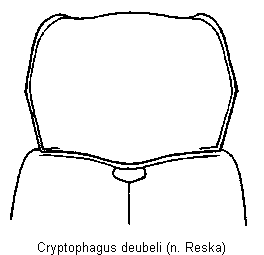 CRYPTOPHAGUS DEUBELI