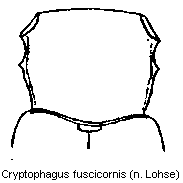 CRYPTOPHAGUS FUSCICORNIS
