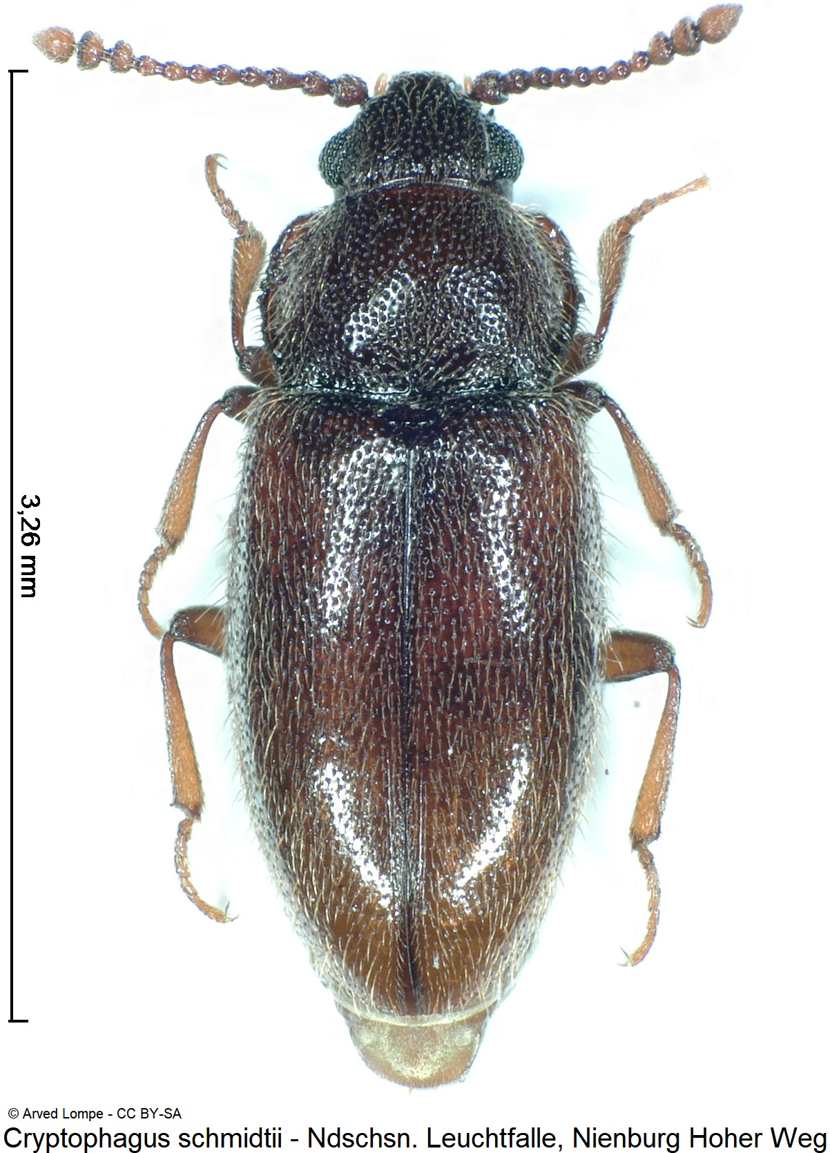 CRYPTOPHAGUS SCHMIDTII