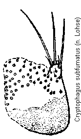 CRYPTOPHAGUS SUBFUMATUS