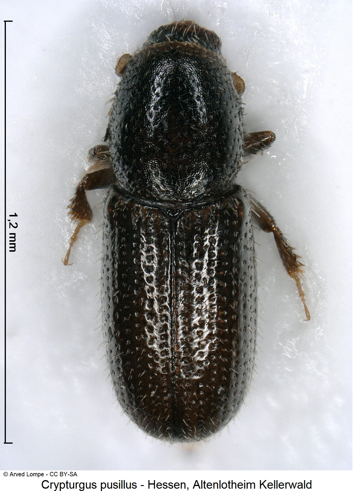 CRYPTURGUS PUSILLUS