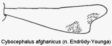 CYBOCEPHALUS AFGHANICUS