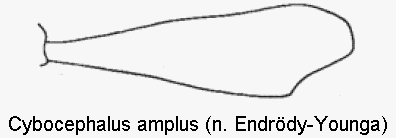 CYBOCEPHALUS AMPLUS