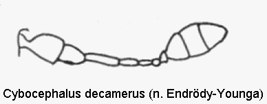 CYBOCEPHALUS DECAMERUS