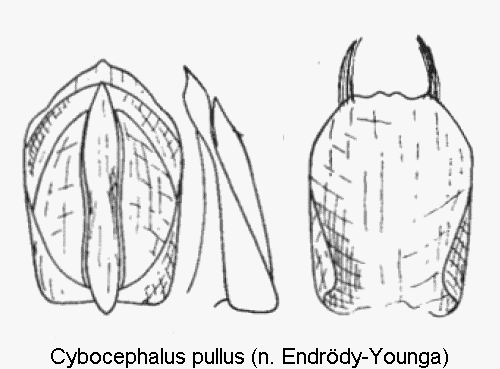 CYBOCEPHALUS PULLUS.GIF