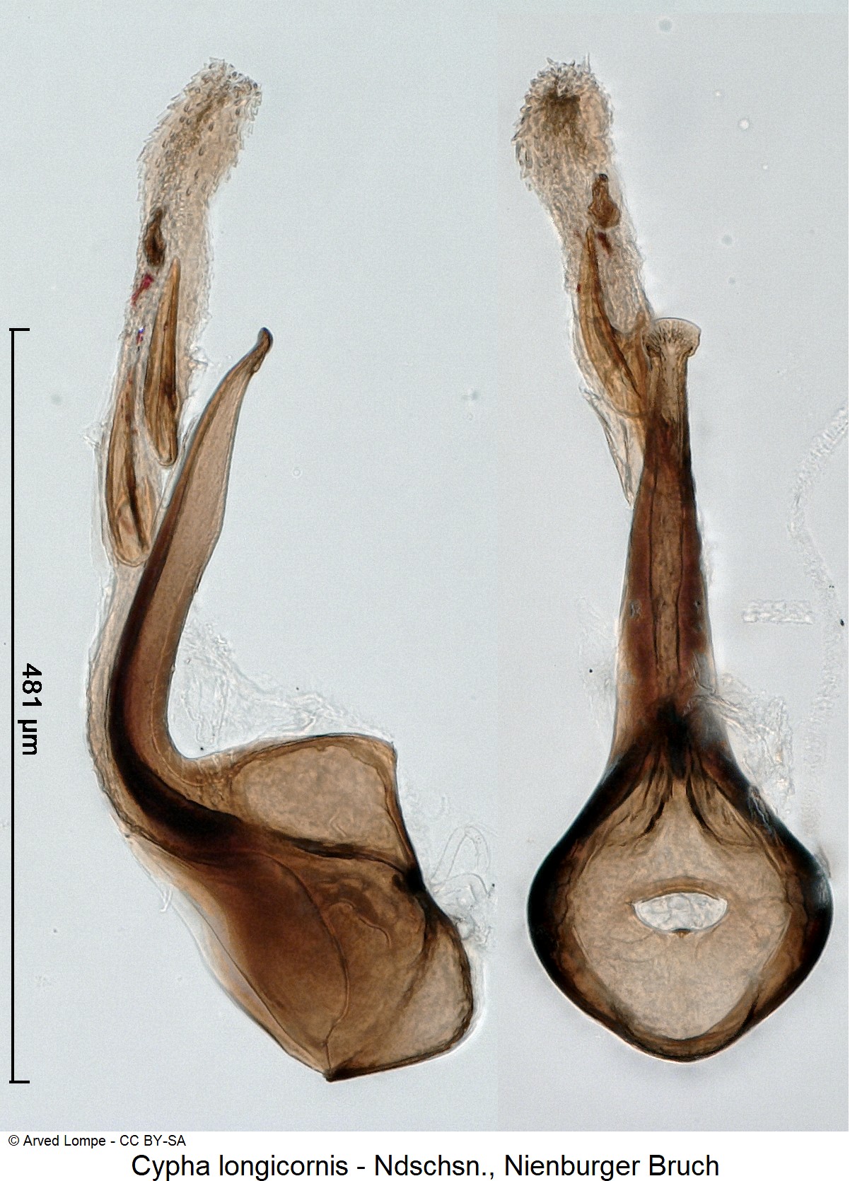 CYPHA LONGICORNIS