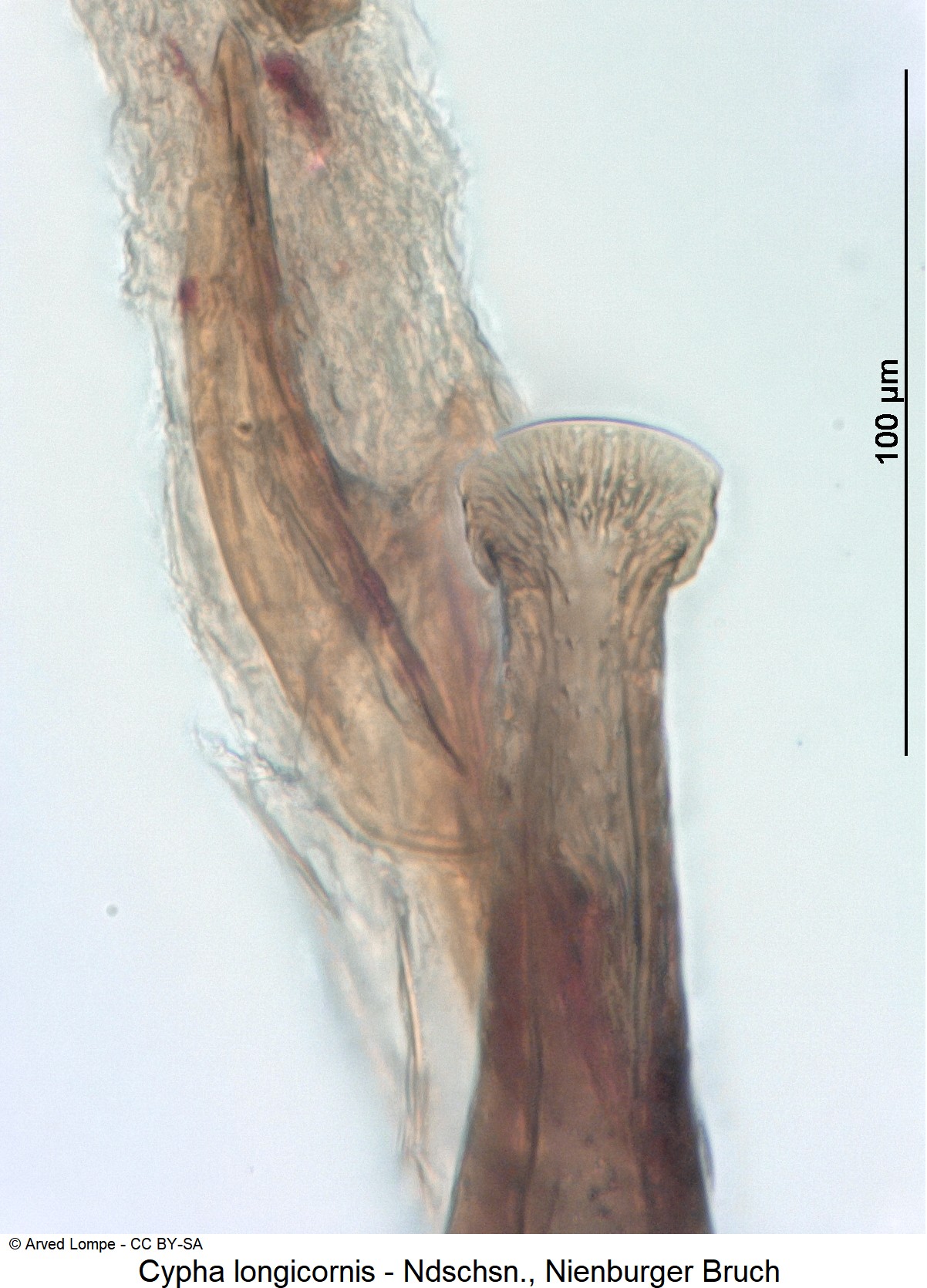 CYPHA LONGICORNIS