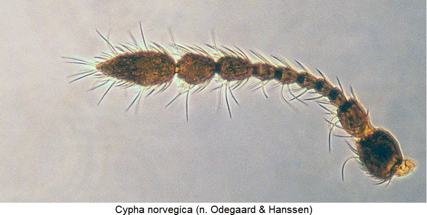 Cypha Bestimmungstabelle