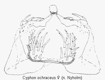 CYPHON OCHRACEUS