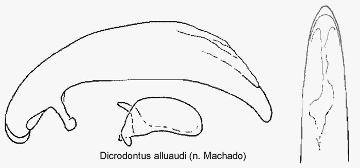 DICRODONTUS ALLUAUDI