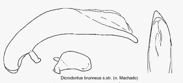 DICRODONTUS BRUNNEUS