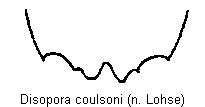 DISOPORA COULSONI