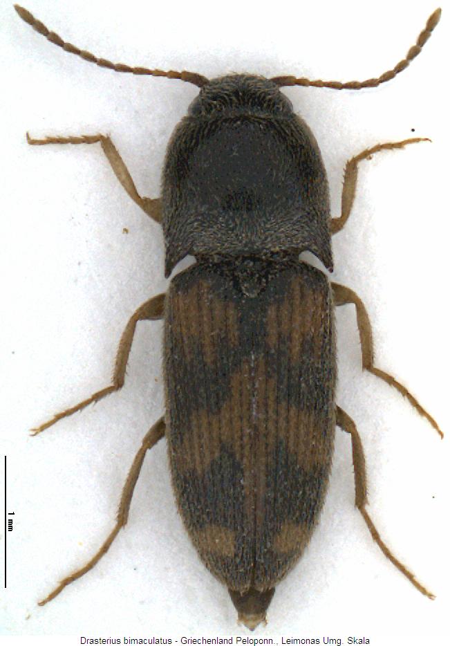 Drasterius Bestimmungstabelle