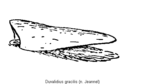DUVALIDIUS GRACILIS.GIF
