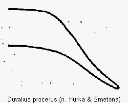 DUVALIUS PROCERUS1.GIF