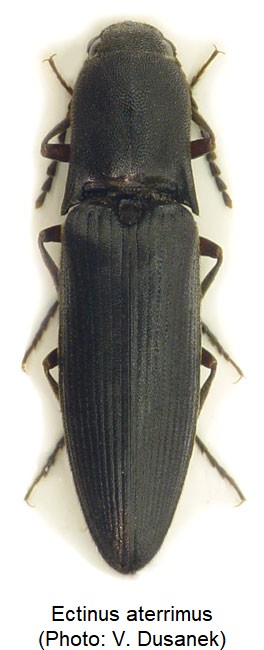 ECTINUS ATERRIMUS