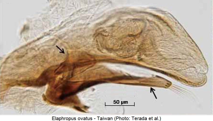 ELAPHROPUS OVATUS