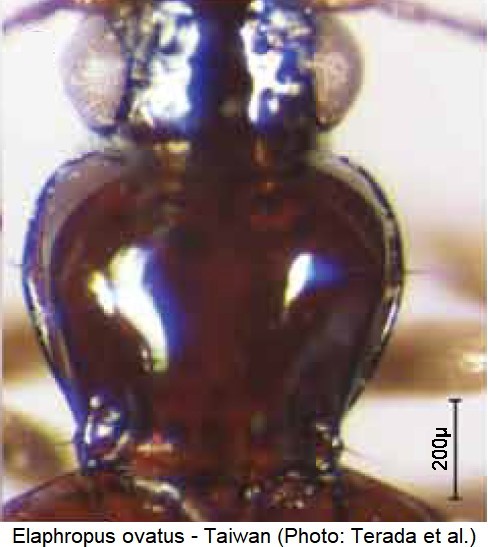 ELAPHROPUS OVATUS