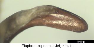 ELAPHRUS CUPREUS.JPG