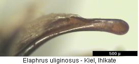 ELAPHRUS ULIGINOSUS.JPG