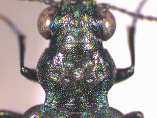 ELAPHRUS ULIGINOSUS