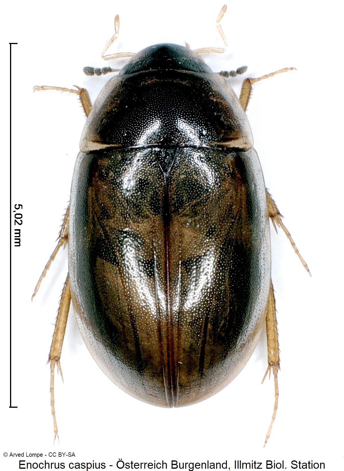 ENOCHRUS CASPIUS