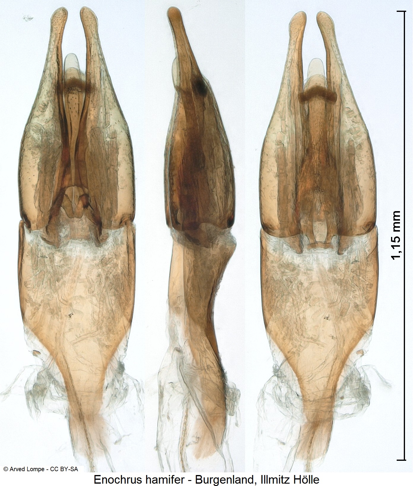 ENOCHRUS HAMIFER