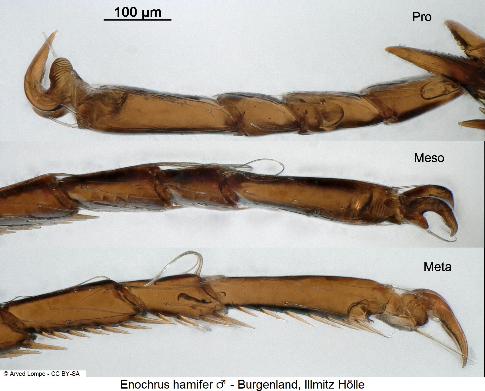 ENOCHRUS HAMIFER