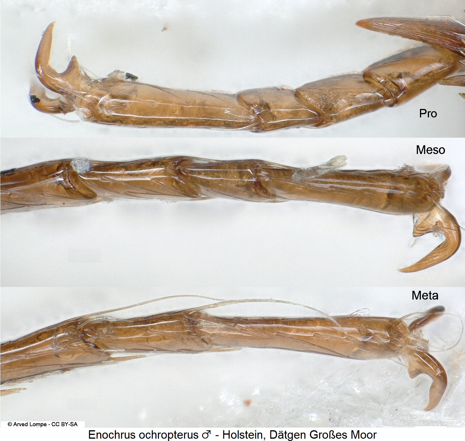 ENOCHRUS OCHROPTERUS