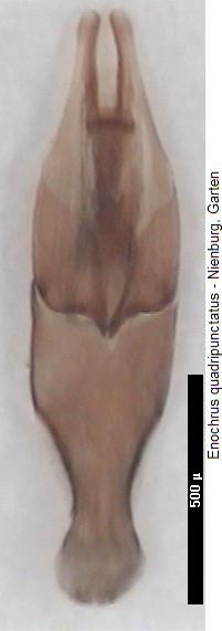 ENOCHRUS QUADRIPUNCTATUS