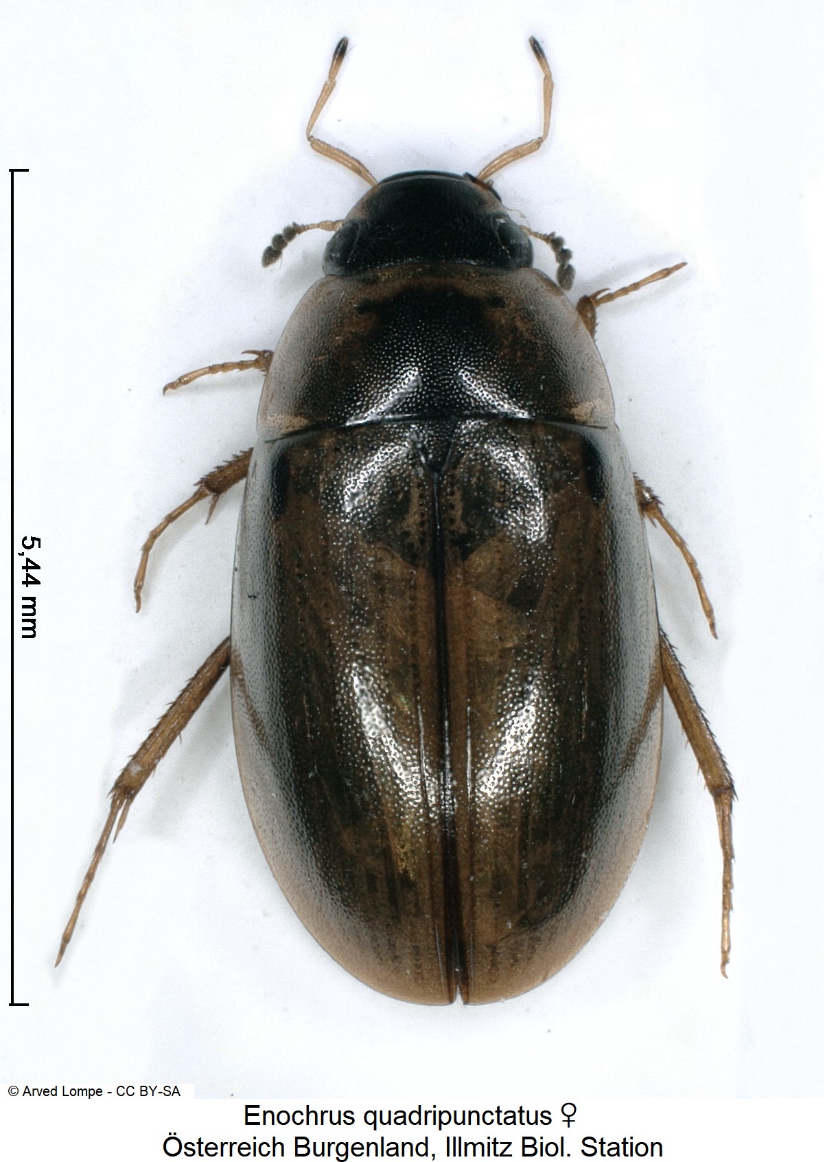 ENOCHRUS QUADRIPUNCTATUS