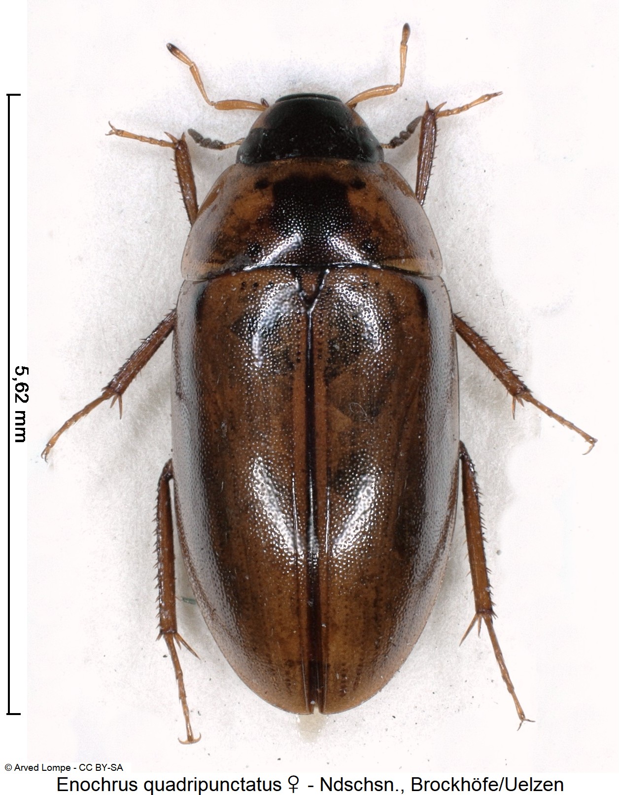 ENOCHRUS QUADRIPUNCTATUS