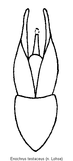ENOCHRUS TESTACEUS