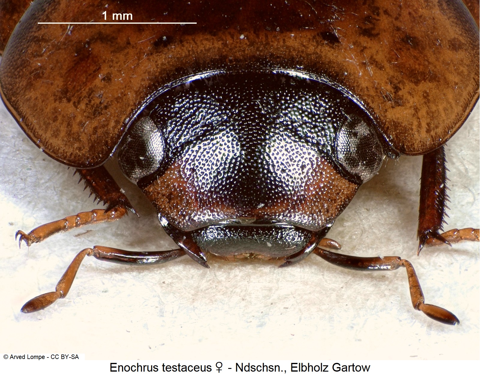 ENOCHRUS TESTACEUS