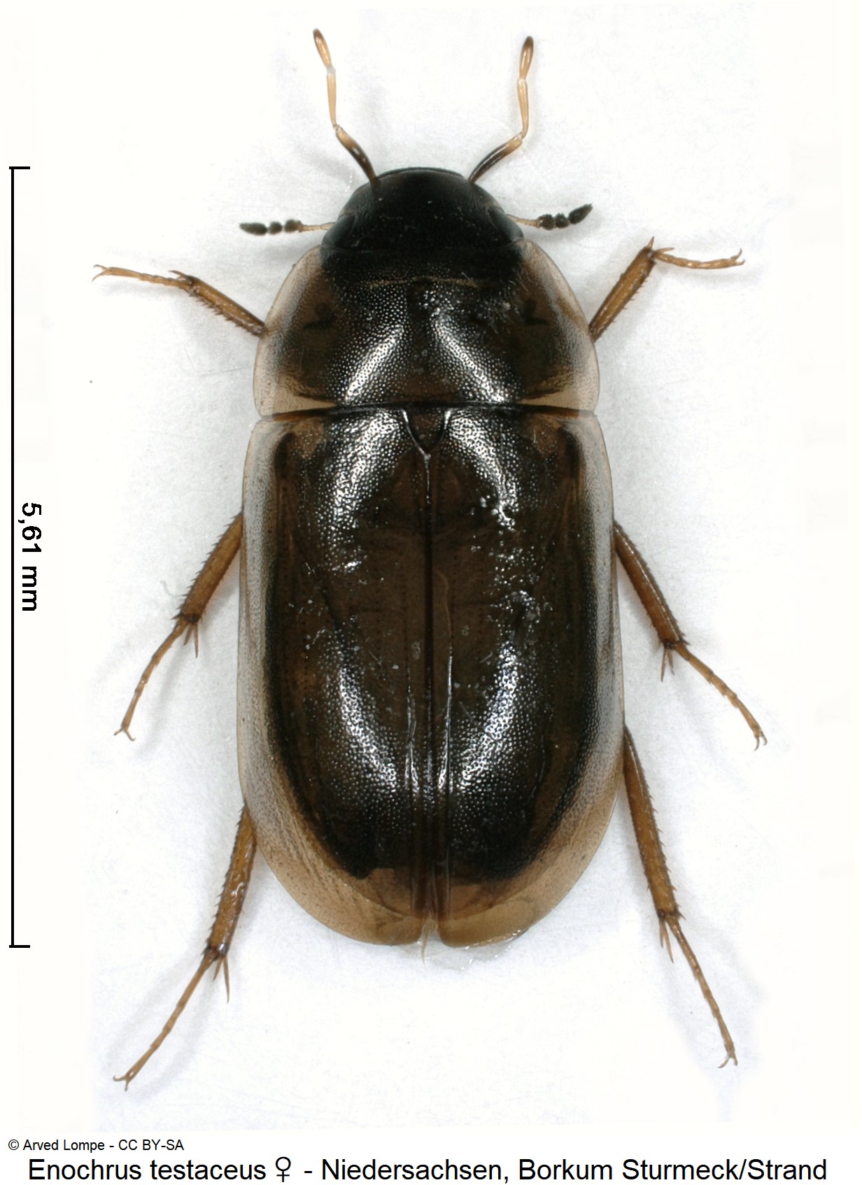 ENOCHRUS TESTACEUS