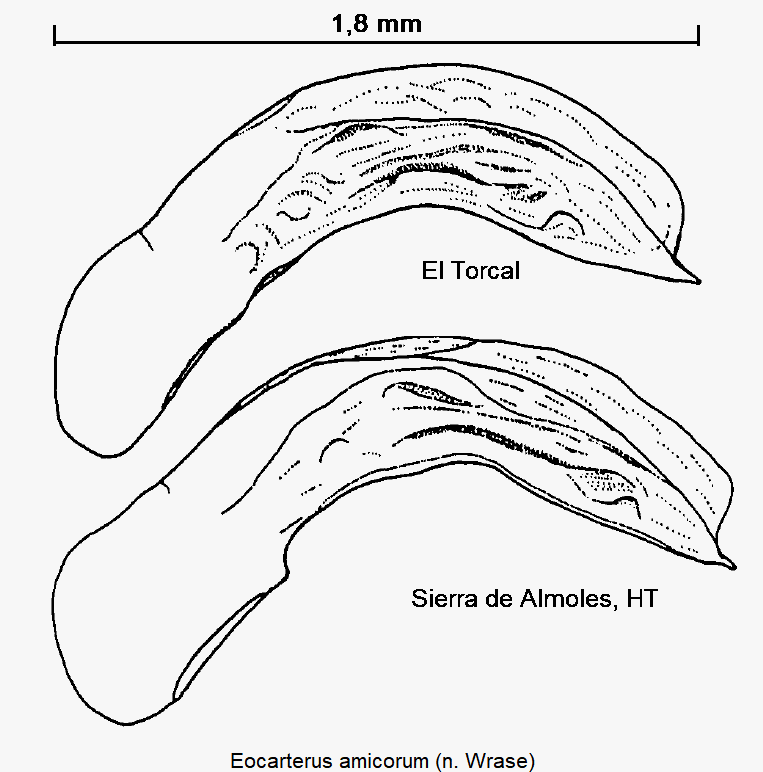 EOCARTERUS AMICORUM