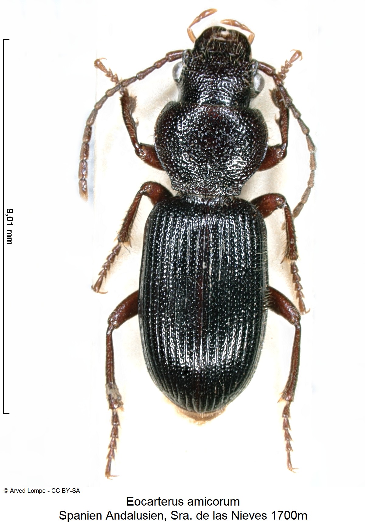 EOCARTERUS AMICORUM