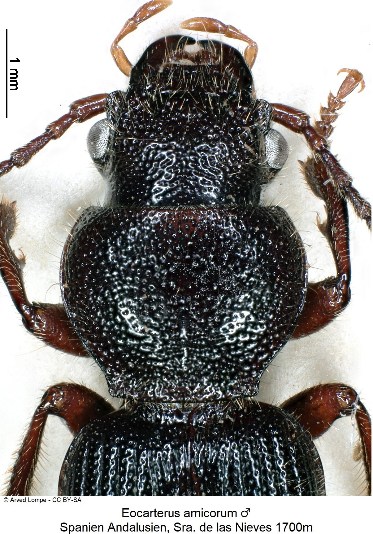 EOCARTERUS AMICORUM