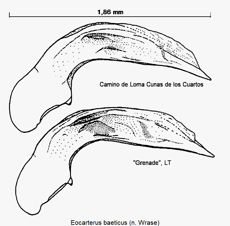 EOCARTERUS BAETICUS